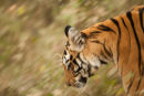 Tigress Wakeeta