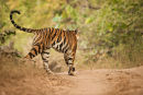 Tigress Wakeeta