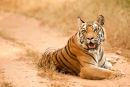 Tigress Jaya