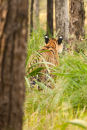 Tigress Jaya