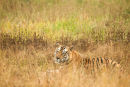 Tiger Shashi