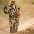 Tigress Vijaya