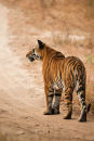Tigress Vijaya