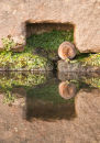 Water Vole