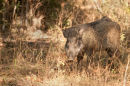 Wild Boar