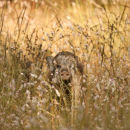 Wild Boar