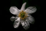Wood Anenome