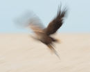Wings I