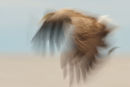 Wings II