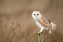 Barn Owl