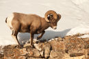 Bighorn Sheep