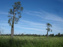 Bottle Trees