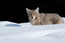 Coyote