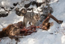 Coyote