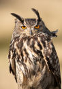 Eagle Owl
