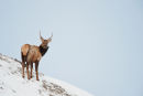 Elk