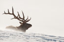 Elk Stag