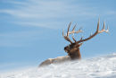 Elk Stag
