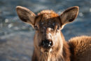 Elk