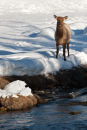 Elk