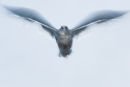 Ethereal Gull