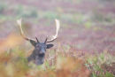 Fallow Deer
