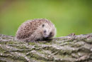 Hedgehog