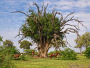 Mashatu Tree