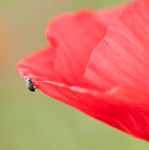 Poppy