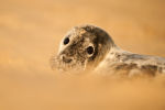 Grey seal pup