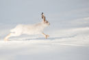 Snowshoe Hare