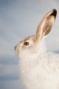 Snowshoe Hare