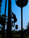 "PALM CLIMBER"