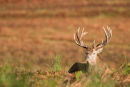Red Deer