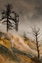 Trees on the Edge
