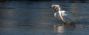 Trumpeter Swans