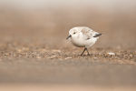 Turnstone chick