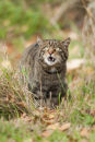 Wild Cat