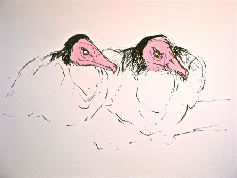 Hooded Vultures