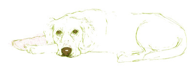 Dog in Plaster