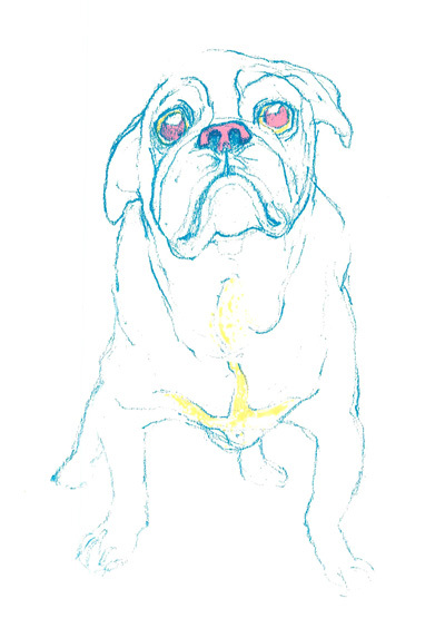 Pug