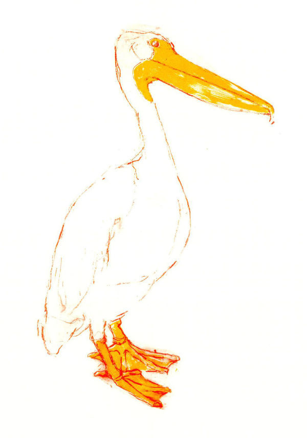 Pelican Starboard