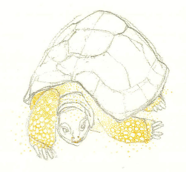 Tortoise