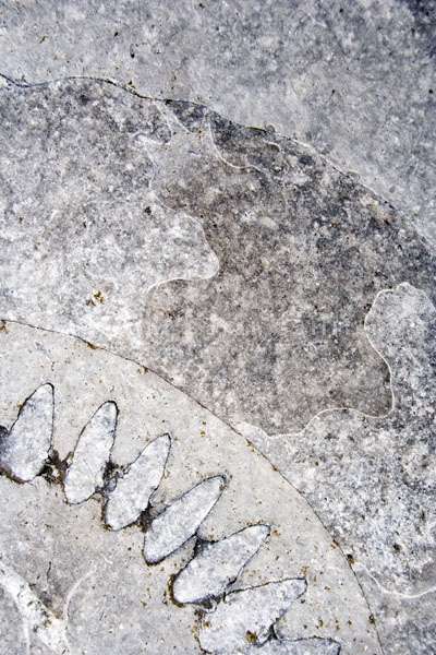 Ammonite