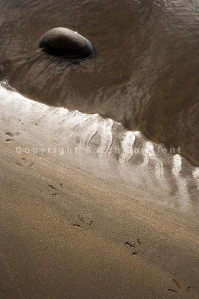 Bird Print