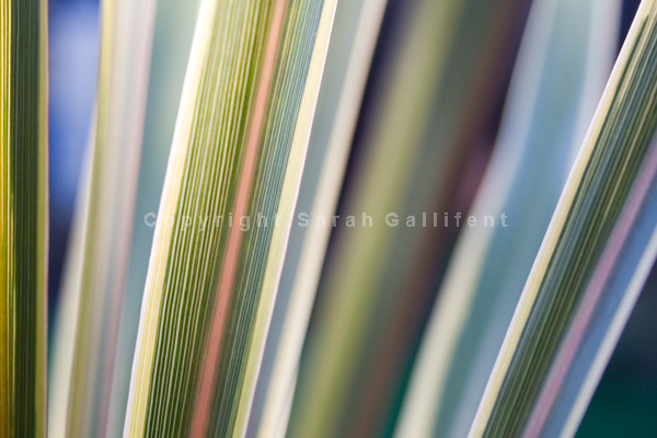 Cordyline Blue