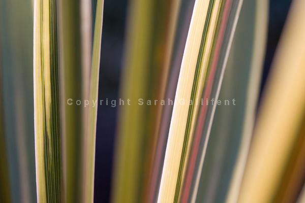 Cordyline Stripes 2