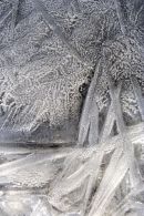 Frozen Forest