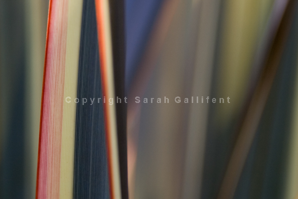 Phormium Stripes
Award winning image