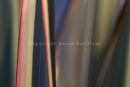 Sarah Gallifent Wins Top Award in RHS Photographic Competition.   More...